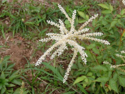 赤升麻（アカショウマ）