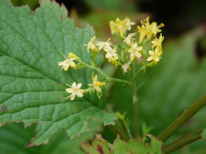 丸葉金鈴花（マルバキンレイカ）