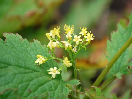 丸葉金鈴花（マルバキンレイカ）