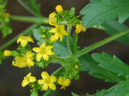 千島金鈴花（チシマキンレイカ）