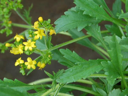 千島金鈴花（チシマキンレイカ）