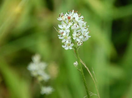 岩菖蒲（イワショウブ）