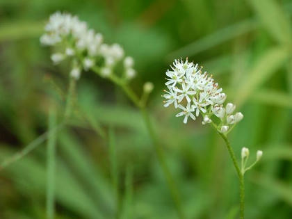 岩菖蒲（イワショウブ）