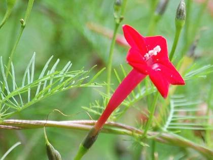 縷紅草 ルコウソウ 季節の花