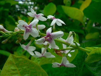 丸葉瑠璃花笠擬き（マルバルリハナガサモドキ）