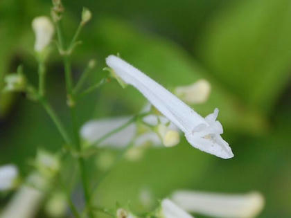 白花秋丁字（シロバナアキチョウジ）