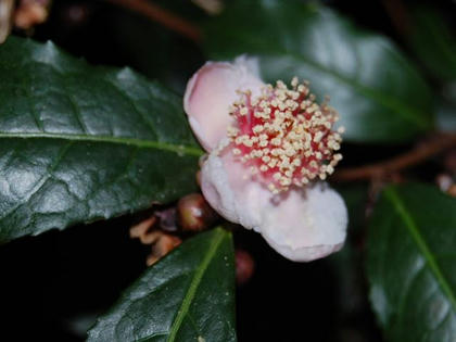 紅花茶（ベニバナチャ）