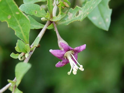 枸杞 クコ 季節の花