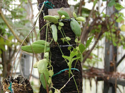 通草葛（アケビカズラ）