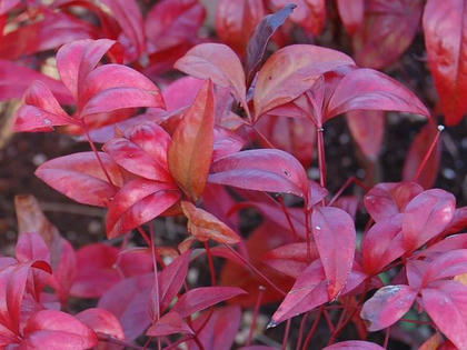 お多福南天 オタフクナンテン 季節の花