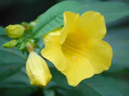 姫有明葛 ヒメアリアケカズラ 季節の花