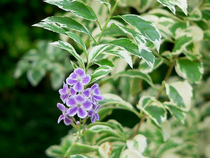 斑入り台湾連翹（フイリタイワンレンギョウ）