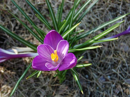 クロッカス 季節の花