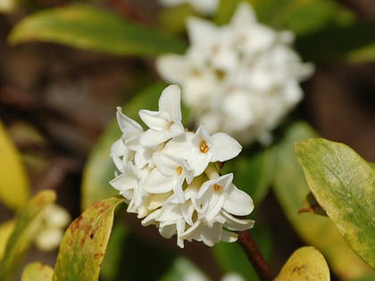 白花沈丁花（シロバナジンチョウゲ）