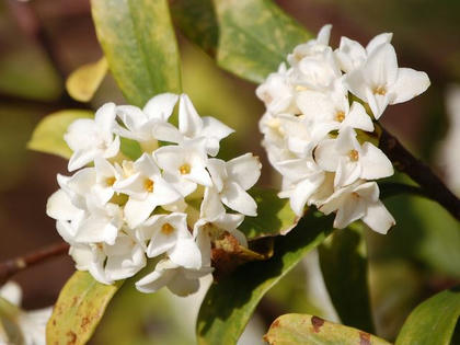 白花沈丁花（シロバナジンチョウゲ）