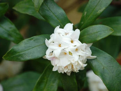 沈丁花「瑞香錦」（ジンチョウゲ「ズイコウニシキ」）