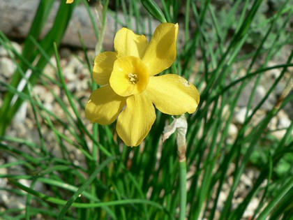 黄水仙 キズイセン 季節の花