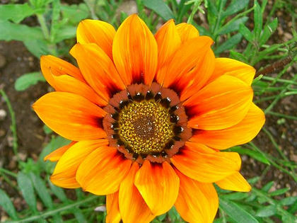 ガザニア 季節の花
