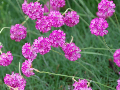 浜簪 ハマカンザシ 季節の花