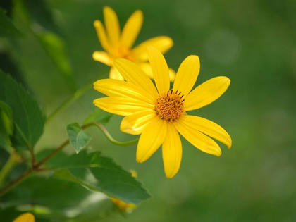 菊芋擬き キクイモモドキ 季節の花