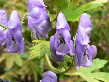 アポイ鳥兜 アポイトリカブト 季節の花