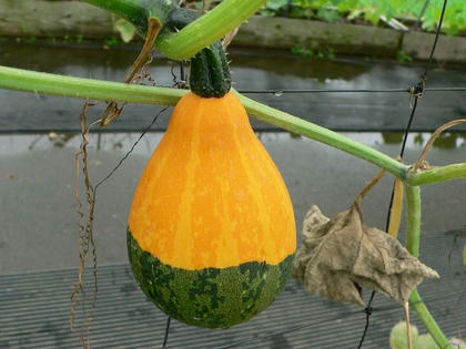 玩具南瓜 オモチャカボチャ 季節の花