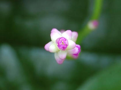 蔓紫 ツルムラサキ 季節の花