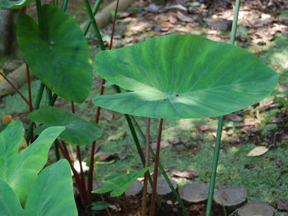 里芋 サトイモ 季節の花