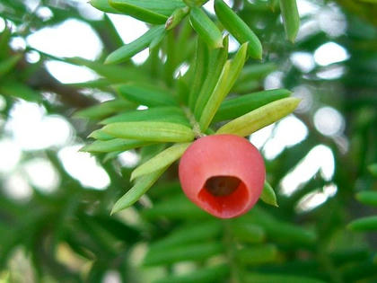 一位 イチイ 季節の花