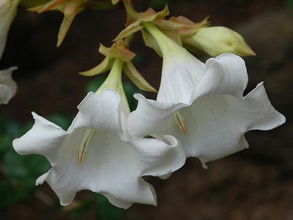ボーモンティア グランディフローラ 季節の花