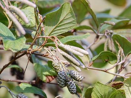 河原榛の木 カワラハンノキ 季節の花