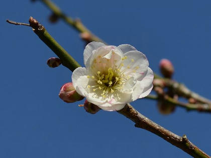 五色梅 ゴシキバイ 季節の花