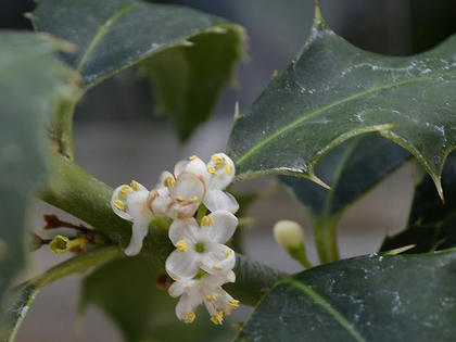 西洋柊 セイヨウヒイラギ 季節の花