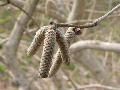 角榛 ツノハシバミ 季節の花