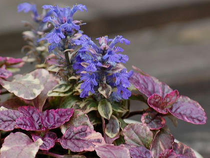 アジュガ マルチカラー 季節の花