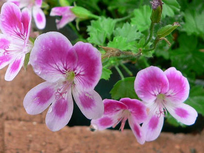 ペラルゴニウム エンゼルアイズ 季節の花