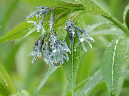 柳丁子草 ヤナギチョウジソウ 季節の花