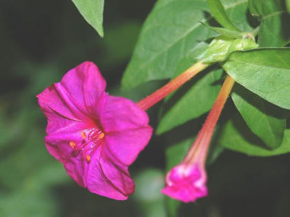 白粉花 オシロイバナ 季節の花
