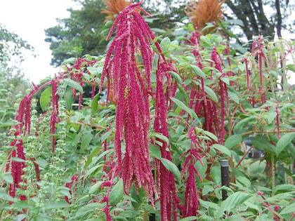 紐鶏頭 ヒモゲイトウ 季節の花