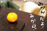 mikan.jpg