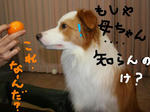 mikan01.jpg