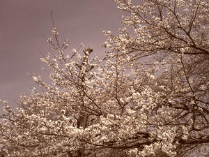 PICT0187.JPG
