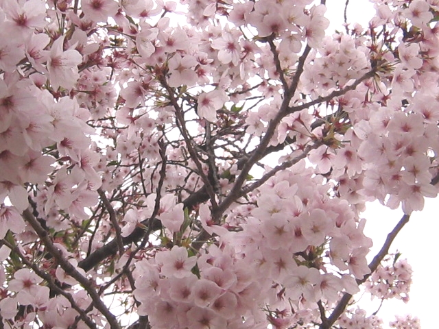 ペオン桜