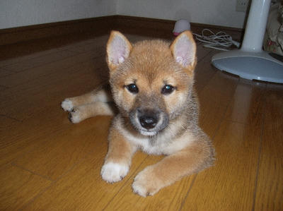 shiba-z.jpg