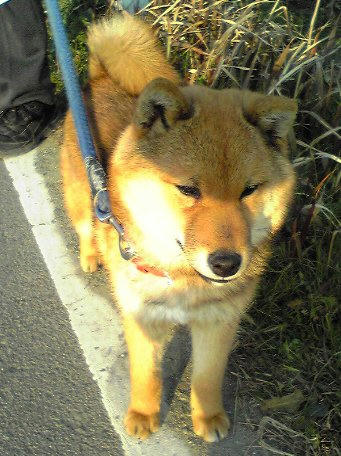 shibachan.jpg