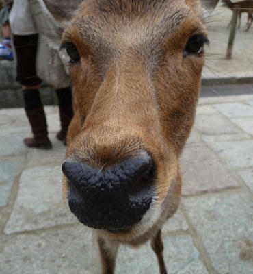 sika.jpg