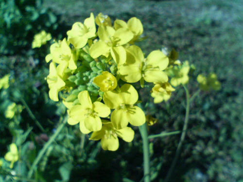 菜の花