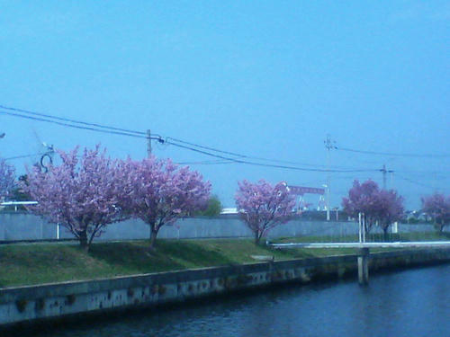西条の桜