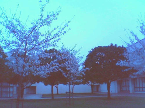 職場の桜
