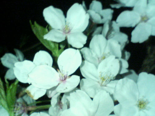2007．04.08　①